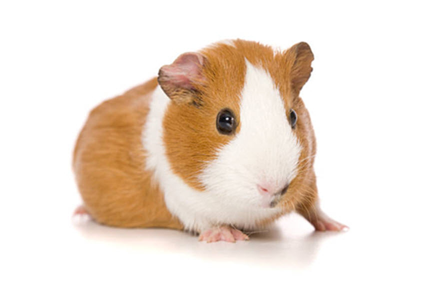 Guinea Pig