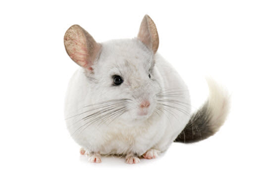 Chinchilla