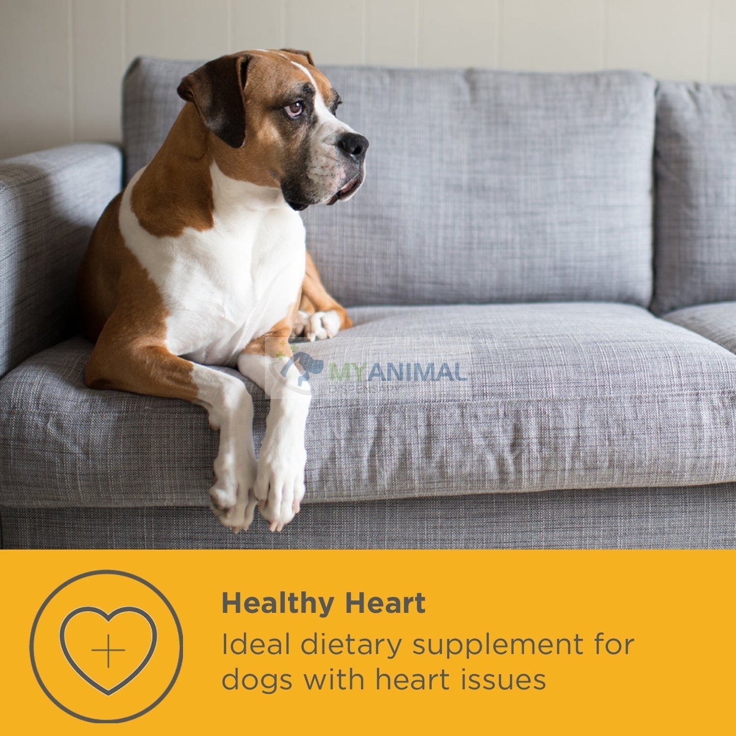 PROMOTION: MaxxiPaws MaxxiCardio Cardiac Supplement for Dogs