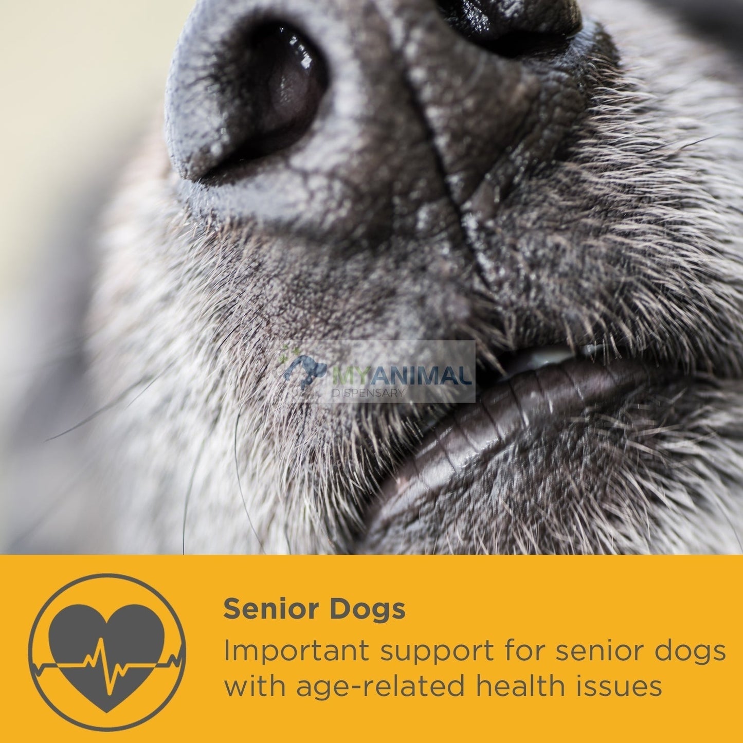 PROMOTION: MaxxiPaws MaxxiCardio Cardiac Supplement for Dogs