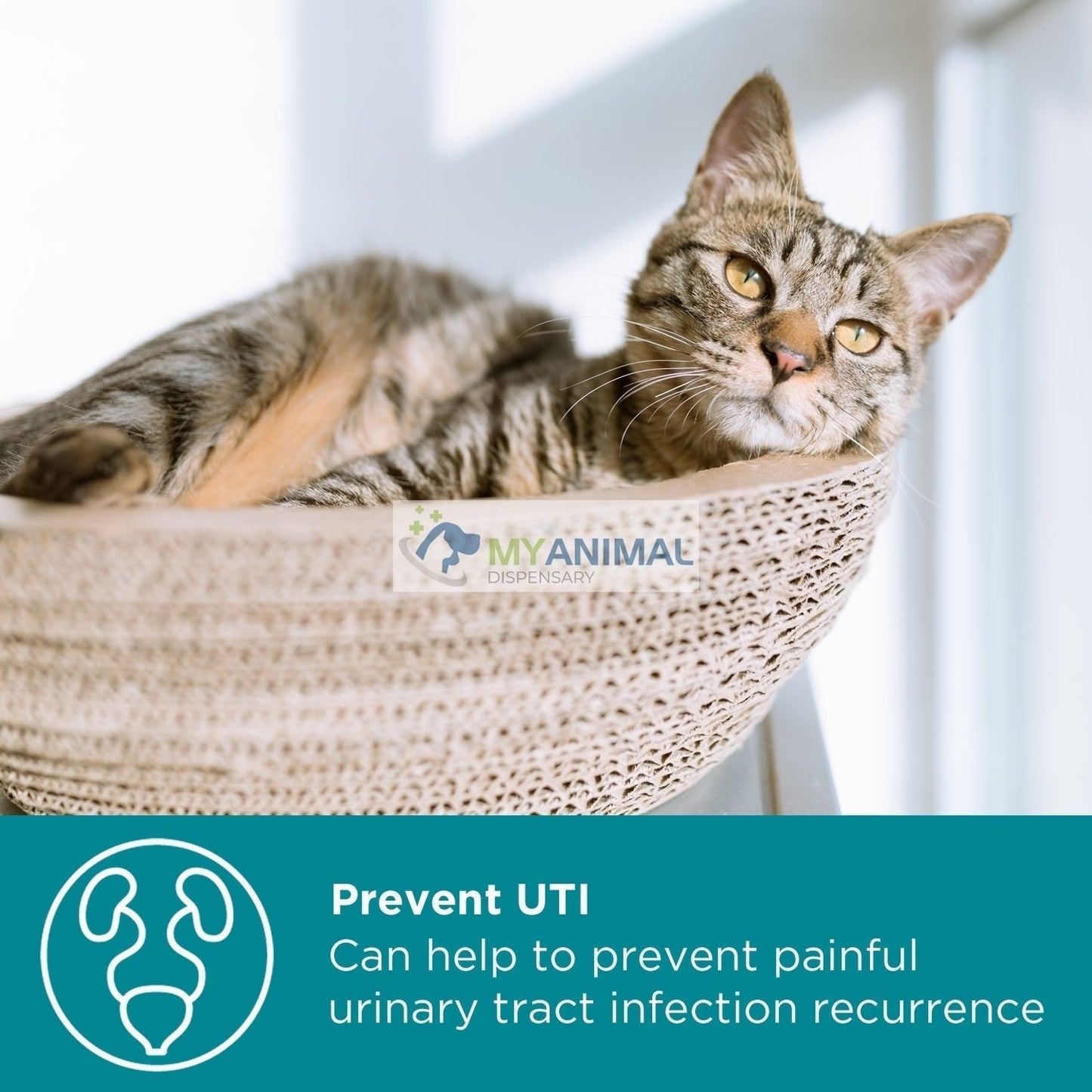 MaxxiPaws MaxxiUtract Urinary Supplement for Cats (90g)