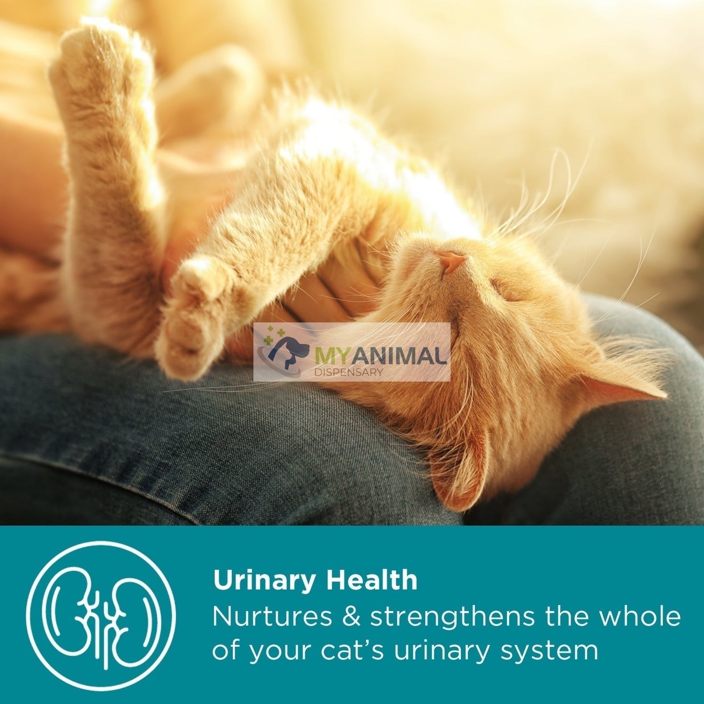 MaxxiPaws MaxxiUtract Urinary Supplement for Cats (90g)