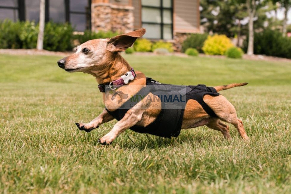 Lil Back Bracer™ Orthopedic Support Brace for Dogs